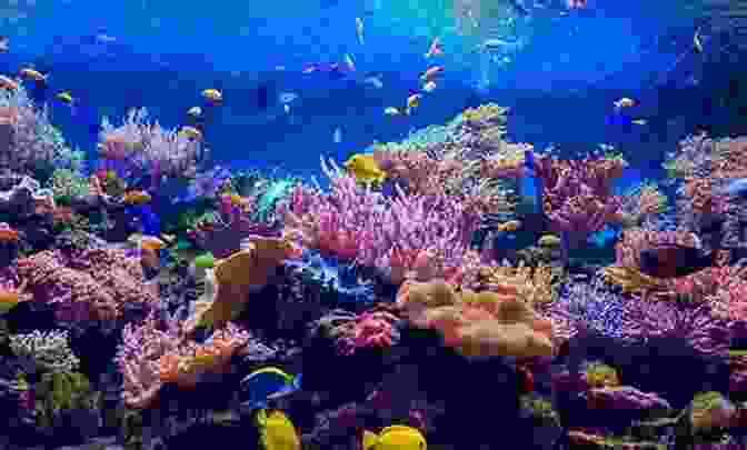 A Coral Reef With A Variety Of Colorful Corals And Fish. The World Beneath: The Life And Times Of Unknown Sea Creatures And Coral Reefs