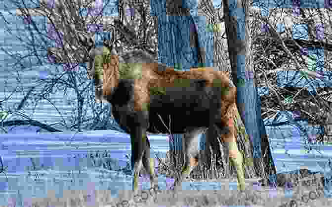 A Moose Standing In A Snowy Forest In The Bitterroot Wilderness. Indian Creek Chronicles: A Winter In The Bitterroot Wilderness