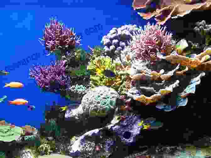 Close Up Of A Colorful Coral Reef Teeming With Life On GRE Analytical Writing II : Issue Topics That Matter: Issue Pool Solved (GRE AWA: The Issue Task 2)